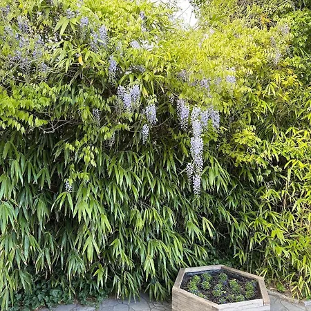 Strandrobbe-4 Cuxhaven